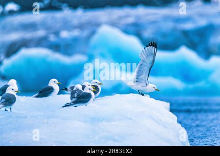 Kittiwake con zampe nere decollano da un galleggiante di ghiaccio Foto Stock