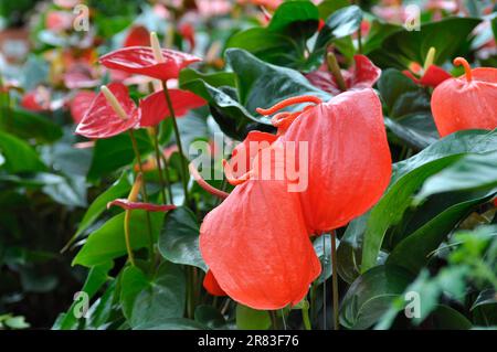 Grande lista di specie di anthurium (Anthurium andreanum) fioritura, Anthurium, Andreanum, Hybrid, Grande fiore di Flamingo Foto Stock