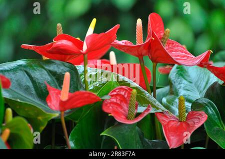 Grande lista di specie di anthurium (Anthurium andreanum) fioritura, Anthurium, Andreanum, Hybrid, Grande fiore di Flamingo Foto Stock