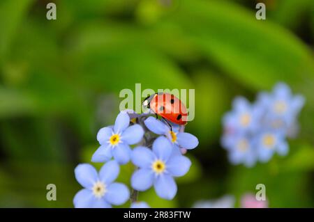 Ladybird con Forget-me-Not fioritura nel giardino, legno Forget-me-Not (Myosotis sylvatica) e sette-sott ladybird (Coccinella settempunctata) Foto Stock