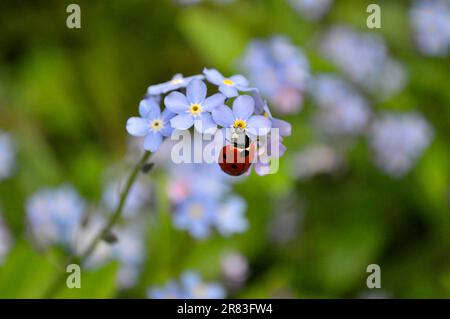 Ladybird con Forget-me-Not fioritura nel giardino, legno Forget-me-Not (Myosotis sylvatica) e sette-sott ladybird (Coccinella settempunctata) Foto Stock