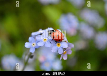 Ladybird con Forget-me-Not fioritura nel giardino, legno Forget-me-Not (Myosotis sylvatica) e sette-sott ladybird (Coccinella settempunctata) Foto Stock