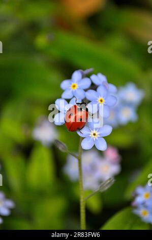 Ladybird con Forget-me-Not fioritura nel giardino, legno Forget-me-Not (Myosotis sylvatica) e sette-sott ladybird (Coccinella settempunctata) Foto Stock