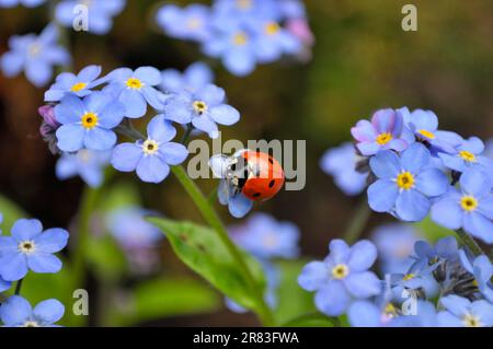 Ladybird con Forget-me-Not fioritura nel giardino, legno Forget-me-Not (Myosotis sylvatica) e sette-sott ladybird (Coccinella settempunctata) Foto Stock