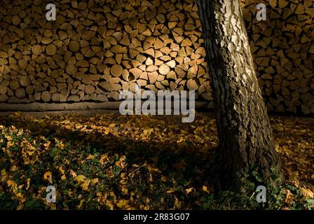 Betulla di fronte al palo di legno Foto Stock