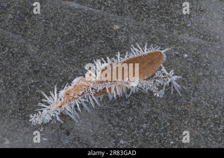 Hoarfrost su semi di lime Foto Stock