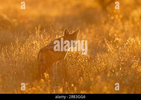 Uno sciacalotto nero (Canis mesomelas) nella luce del tardo pomeriggio, Mountain Zebra National Park, Sud Africa Foto Stock