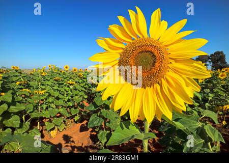 Un girasole giallo di colore brillante in un campo contro un cielo blu Foto Stock