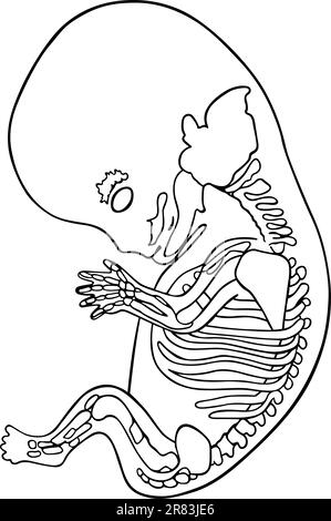 Feto umano 8 mesi Illustrazione Vettoriale