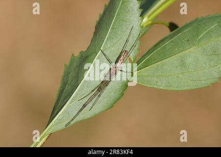 Tetragnatha, della famiglia dei tessitori di orb a long-jawed, ragni a long-jawed (Tetragnatidae) su una foglia. Giardino olandese, giugno, Paesi Bassi Foto Stock