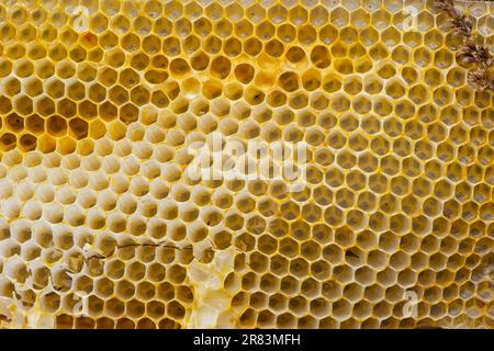 Api a nido d'ape primo piano in una cornice di legno un alveare buckfast funzionante. Il concetto di apicoltura. Foto Stock