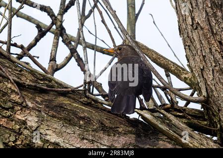 Il comune uccello nero Turdus merula è un uccello relativamente grande e a coda lunga, diffuso e comune, e quindi uno dei più popolari e ben k Foto Stock