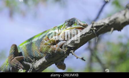 Ritratto di camaleonte si trova sul ramo leccandolo e si guarda intorno nella giornata di sole su sfondo cielo blu. Panther chameleon (Furcifer pardalis) Foto Stock