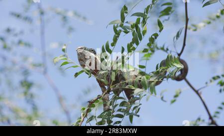 Il camaleonte verde siede su un sottile ramo di albero tra foglie verdi con la coda avvolta intorno al ramo nelle giornate di sole su sfondo cielo blu. Panther ch Foto Stock