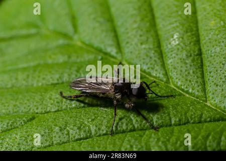 Aquilegia sawfly chiamato anche columbine sawfly Pristiphora rufipes. Comune peste di ribes e uva spina in giardini e piantagioni coltivate. Foto Stock