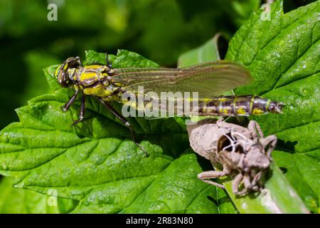 Larval dragonfly grey shell. Nymphal exuvia of Gomphus vulgatissimus. White filaments hanging out of exuvia are linings of tracheae. Exuviae, dried ou Foto Stock