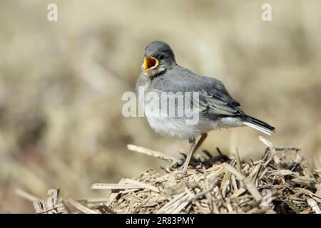 Giovane pied Wagtail, Germania (Motacilla alba) Foto Stock