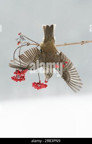 Mistle Thrush (Turdus vivivorus) che si nutrono di bacche, Germania Foto Stock