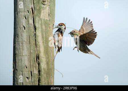 Spanish Sparrows (Passer hispaniolensis), coppia al buco del nido, Portogallo Foto Stock