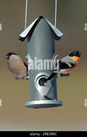 Bullfinch (Pyrhula pirrhula), coppia alla stazione di alimentazione in inverno, bassa Sassonia, Germania, finches Foto Stock