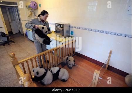 Pandas custode e Gigante (Ailuropoda melanoleuca), 5 mesi, Panda Nursery, Wolong Nature Reserve, Bamboo Bear, Cina Foto Stock