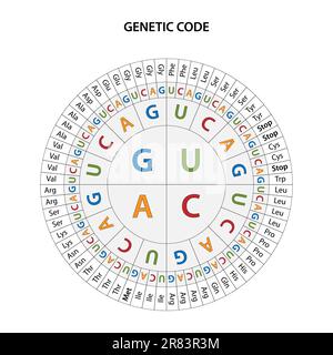 Il grafico del codice genetico. Illustrazione Vettoriale