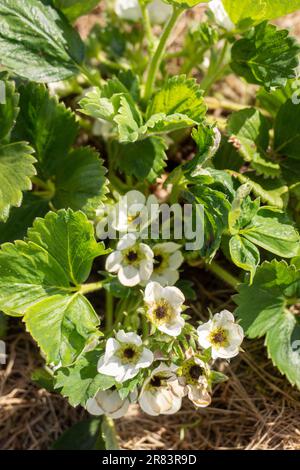 Occhio nero di fragola. Fiori danneggiati dal gelo nel giardino primaverile. Centro nero in fiori di piante di fragola. Foto Stock