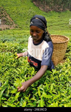 Donna che raccoglie il tè, piantagione di tè, Nyungwe, Ruanda Foto Stock