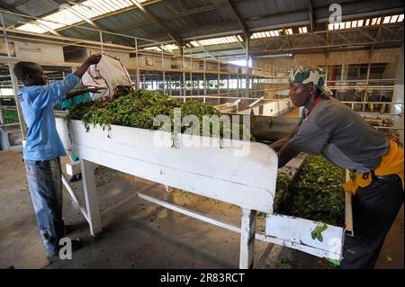 Lavoratori in fabbrica di tè, Nyungwe, Ruanda Foto Stock