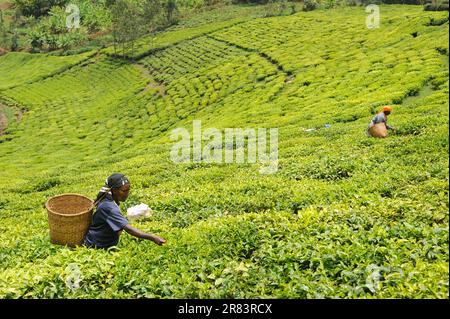 Donne che raccolgono tè, piantagione di tè, Nyungwe, Ruanda Foto Stock