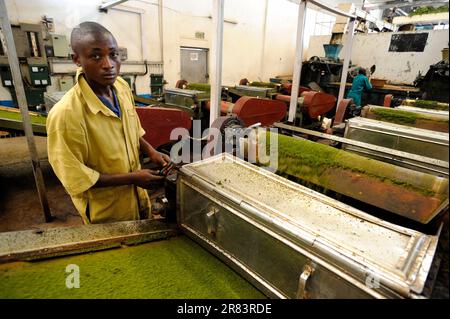 Lavoratori in fabbrica di tè, Nyungwe, Ruanda Foto Stock