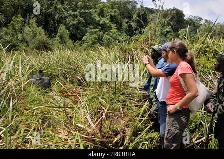 I visitatori con guida possono osservare gorilla orientale, argentata, il Parco Kahuzi Biega, la Repubblica Democratica del Congo (Gorilla beringei graueri), Congo Foto Stock