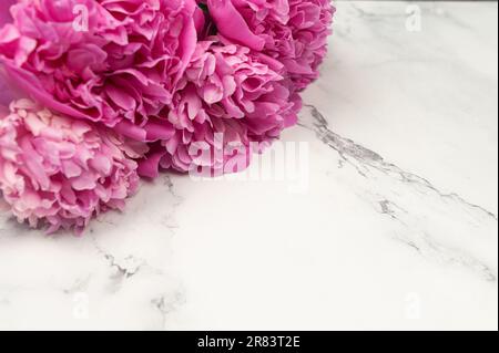 Le peonie rosa fioriscono su sfondo di marmo bianco. Fiori peonie, spazio copia. Foto Stock