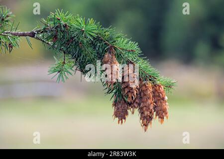 Douglas (Pseudotsuga menziesii), ramo con coni Foto Stock