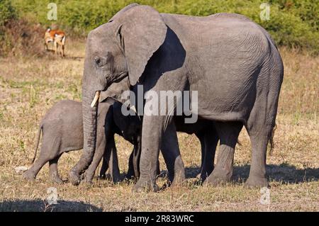 Elefanti africani, con i giovani, nel Parco Nazionale di Chobe, Botswana Foto Stock