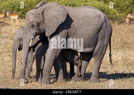 Elefanti africani, con i giovani, nel Parco Nazionale di Chobe, Botswana Foto Stock