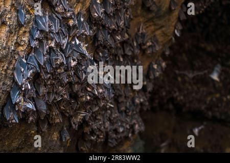 La rousette di Geoffroy (Rousettus amplexicaudatus) è una specie di megabat o pipistrelli da frutta del Vecchio mondo. Foto Stock