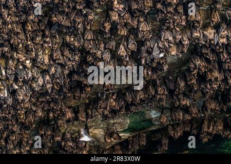 La rousette di Geoffroy (Rousettus amplexicaudatus) è una specie di megabat o pipistrelli da frutta del Vecchio mondo. Foto Stock