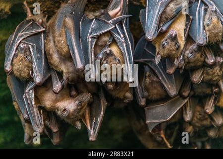 La rousette di Geoffroy (Rousettus amplexicaudatus) è una specie di megabat o pipistrelli da frutta del Vecchio mondo. Foto Stock