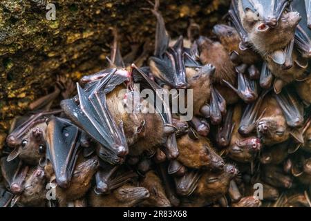 La rousette di Geoffroy (Rousettus amplexicaudatus) è una specie di megabat o pipistrelli da frutta del Vecchio mondo. Foto Stock