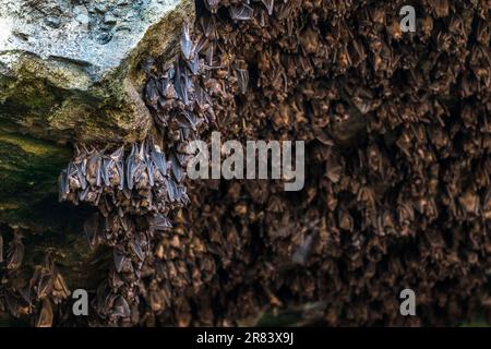 La rousette di Geoffroy (Rousettus amplexicaudatus) è una specie di megabat o pipistrelli da frutta del Vecchio mondo. Foto Stock