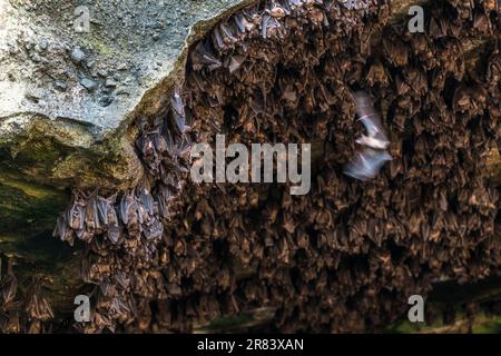 La rousette di Geoffroy (Rousettus amplexicaudatus) è una specie di megabat o pipistrelli da frutta del Vecchio mondo. Foto Stock