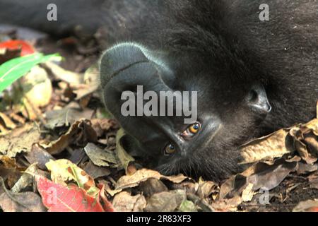 Un macaco soldato (Macaca nigra) fissa la macchina fotografica poiché si trova a terra nella Riserva Naturale di Tangkoko, Nord Sulawesi, Indonesia. Almeno dal 1997, gli scienziati stanno esaminando i possibili effetti del cambiamento climatico sui primati del mondo, con i risultati che sta presumibilmente cambiando i loro comportamenti, le loro attività, i cicli riproduttivi, la disponibilità di cibo e la gamma di foraggio. Foto Stock