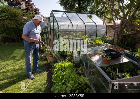 Uomo negli anni ottanta che usa un tubo da giardino per annaffiare le sue verdure durante un giugno asciutto 2023 prima che il divieto sia attuato nel sud dell'Inghilterra, Regno Unito Foto Stock