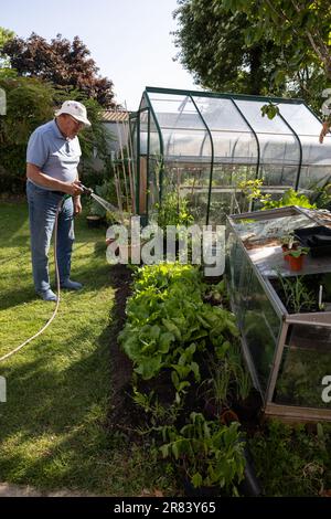 Uomo negli anni ottanta che usa un tubo da giardino per annaffiare le sue verdure durante un giugno asciutto 2023 prima che il divieto sia attuato nel sud dell'Inghilterra, Regno Unito Foto Stock