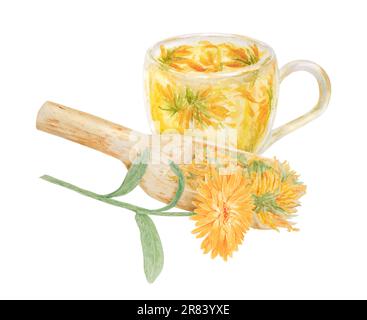 Calendula officinalis arancione in paletta di legno per prodotti sfusi e tazza di tè. Illustrazione disegnata a mano con acquerello. Elemento botanico per etichette, eco Foto Stock