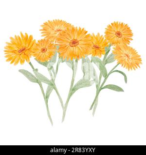 Boquet di calendula officinalis acquerello illustrazioni disegnate a mano. Elementi botanici per etichette, prodotti ecologici, tessuti, erbe naturali Foto Stock