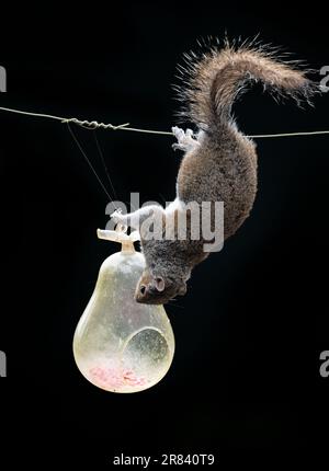 Cheeky UK Squirrel bilanciamento su un filo cercando di ottenere un po 'di seme di uccello da un alimentatore di uccelli Foto Stock