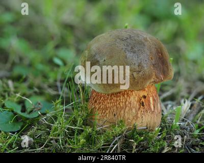 Bolete di luride (Boletus luridus) Foto Stock