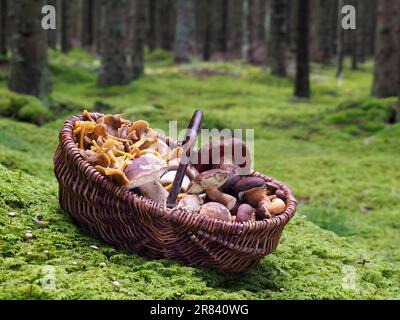 Cestino di funghi con diversi tipi di funghi Foto Stock